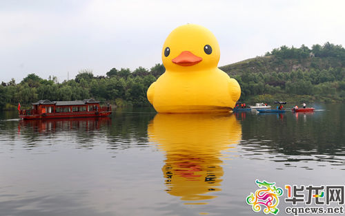 今年5月，大黄鸭曾在重庆园博园展出。它憨厚的外表下，藏一颗“说走就走”的心， 记者 李文科 摄