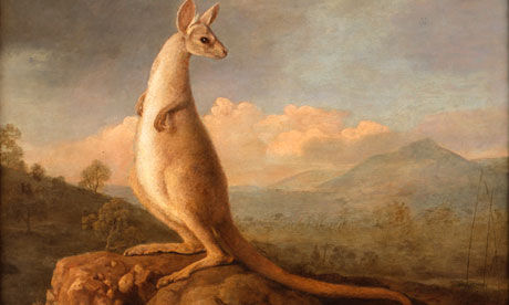 《澳大利亚袋鼠》