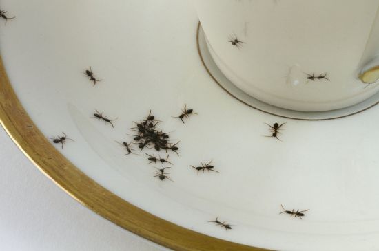 密集恐惧症患者慎入：艺术家手绘爬满蚂蚁的陶瓷餐具