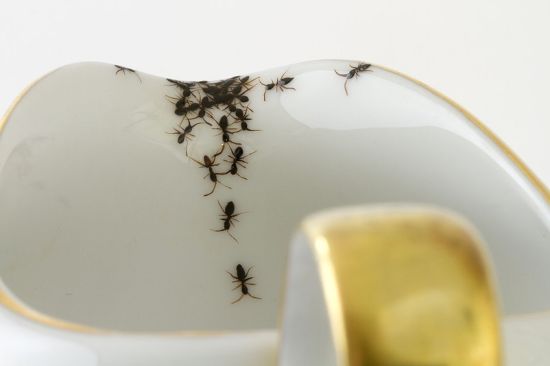 密集恐惧症患者慎入：艺术家手绘爬满蚂蚁的陶瓷餐具
