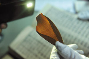 专家在一本明嘉靖时期古籍里意外翻到数片被当做书签的树叶。记者 张宇明 摄