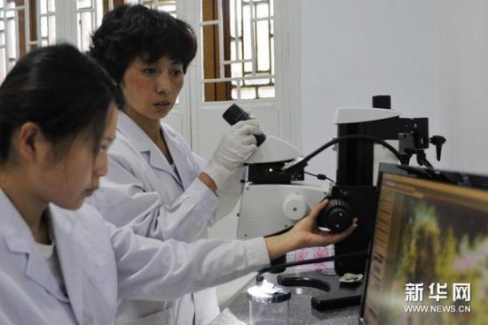 7月15日，在天水市博物馆文物保护修复中心里，文物保护专家刘继平（后）在通过电子显微镜查看文物受损情况。