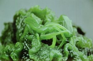 《螳螂白菜》玉雕