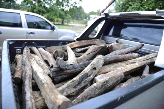图：阿速坡省扶风县“木材检查站”，收缴来的大红酸枝装满汽车\特约摄影：杨奉达
