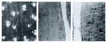 鹊肾树木材显微切片照片（横、径、弦切面，从左至右）