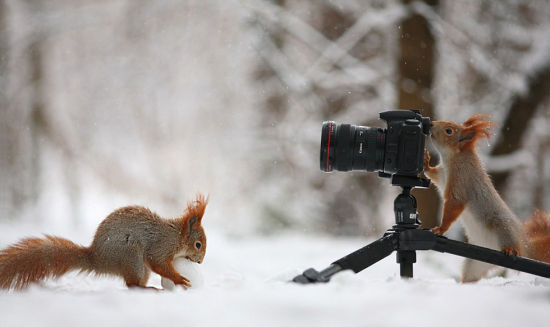 但是这位“摄影师”很快就对抓拍动作感到厌烦，决定加入到照片场景中。右图中，松鼠似乎对雪球中的坚果产生兴趣。（网页截图）