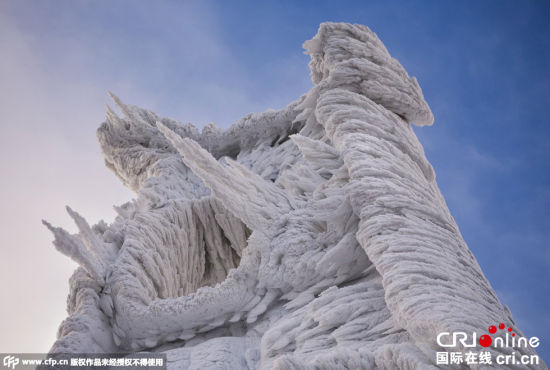 摄影师捕捉暴风雪过后树木结冰景象 造型各异鬼斧神工