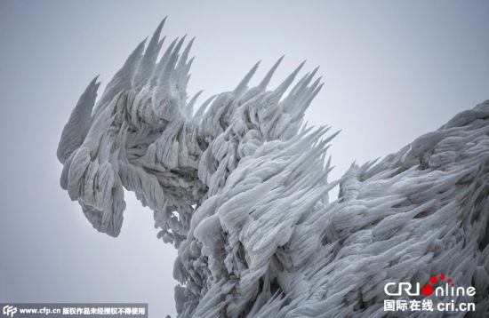 摄影师捕捉暴风雪过后树木结冰景象 造型各异鬼斧神工