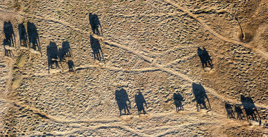 澳摄影师百米高空拍象群沙漠唯美投影3