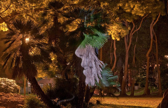 澳摄影师树木上投射名人肖像拍个性照4