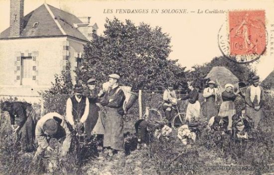 老照片中的法国葡萄酒历史