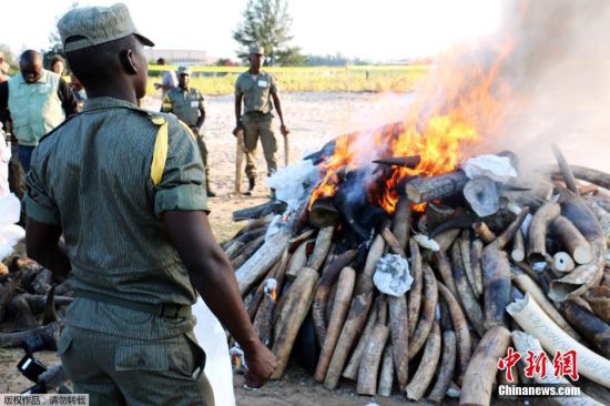 莫桑比克首都销毁2.5吨象牙和犀牛角