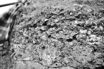 考古现场泥土沉积层中夹杂着许多贝壳，说明这附近曾经是海洋