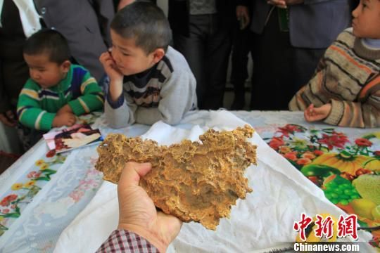 新疆青河县一牧民上周意外捡到重7.85公斤公斤左右的一块狗头黄金，这块黄金酷似中国地图。朱新峰摄