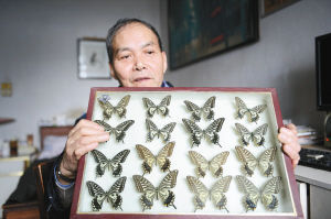 寿建新老人向记者展示收集的蝴蝶标本 （记者 李福民 摄）