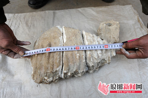 化石最长处达31厘米