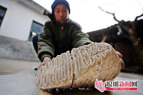 刘宗贵向记者展示象齿化石