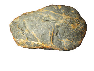 昌江奇石协会展出的卷纹奇石《岁月痕迹》。