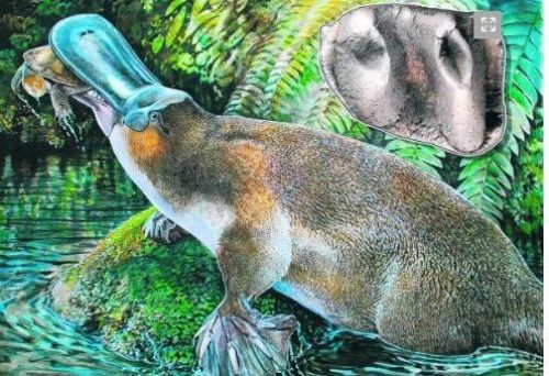 这是画家笔下的巨型鸭嘴兽，小图是古生物学家在昆士兰的沙漠地区发现的巨型鸭嘴兽牙齿化石。