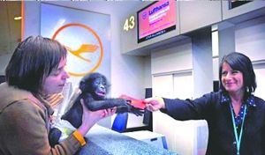 跨国寻母 英国猩猩也办护照