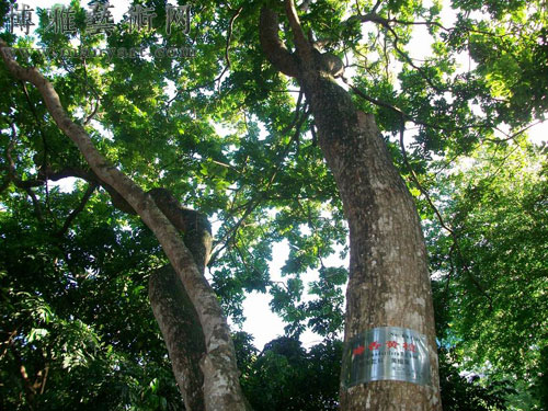 海口公园里受保护的海南黄花梨树