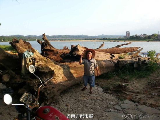刚打捞上岸的木头被放置在东江边上。从江底捞出的这40多根木头被初步鉴定为乌木，价值几何仍未知。受访者供图