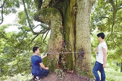 树干直径达到2.1米
