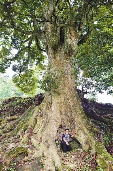 最大那棵金丝楠木与一个成人的对比