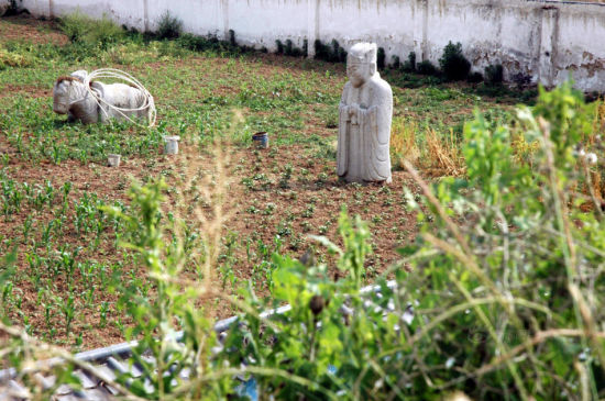 西安明秦王陵园变菜园
