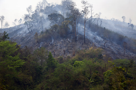 随着人类的采伐，红木树种越来越难找，经常需要深入更偏僻的山区。而为了更节省人力、物力地把这些珍贵的木材运出去，人们不惜烧掉附近山头的森林。