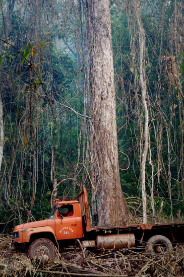 高达几十米的红木大叔，生长需要上百年的时间。他们也是森林生态中重要的一员，在人类突飞猛进的科技面前如此不堪一击，电锯、汽车....。。人类砍伐的步伐已经深入深林深处。