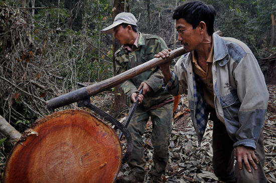 “今年还能拉木头，明年怕就没有木头可拉了。”一位在湄公河上从事了8年拉木头生意的船老大指着船上硕大的树根说道，这些树根连同船上的其他红木都是通过大象从雨林深处运出来的，“这么粗的树根，都上千年了，都被挖了。” 记者随着一位据说已在东南亚从事木材生意20余年的广东商人蔡先生，从中缅边境的瑞丽口岸出境，一路深入到了缅甸境内雨林的深处。他此行的目的就是保证这一船的红木木材，主要为缅甸花梨(大果紫檀)和缅甸花枝(奥氏黄檀)原木顺利进入中国境内。 2013年，中国从缅甸进口的红木原木总量达到23.7万立方米，总价值3.24亿美元，三倍于2012年的进口量和进口价值，几乎六倍于2010年的贸易数据。 缅甸从2014年4月起，全国开始执行新的全面原木出口禁令。“现在不管是缅甸花梨还是缅甸花枝，大口径的木料都比以前要难找了。要得到好料必须要进入到更偏僻的雨林。”这位商人介绍说。这两种树种在缅甸被列为“受保护”物种，只有在获得缅甸环境保护和林业部(MOECAF)明确许可的情况下才能采伐和贸易。
