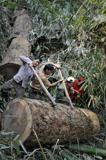 红木木材锯成一段一段的之后，再用人力，一步步将这些数段一定到大象可达的路边。