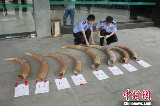 南宁海关破特大走私象牙案