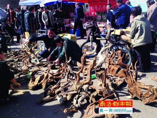 太原南宫市场，一处贩卖崖柏的摊位。摄影：南都记者 高龙