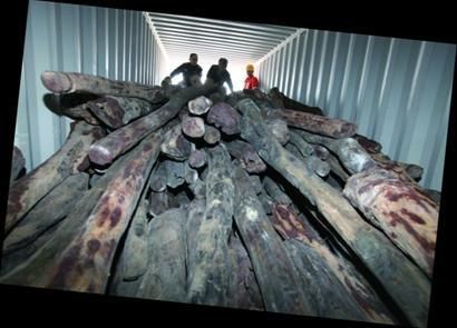 图2：青岛海关缉私局查获走私檀香紫檀。