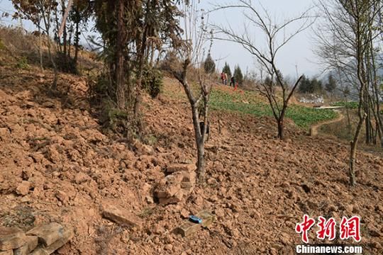 图为现场及散落的墓砖。　陕西省文物局　摄