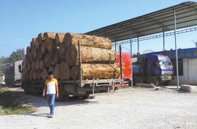 1月29日，瑞丽一处木料厂，老板刘威没有卖出的缅甸酸枝堆积如山。京华时报记者怀若谷摄