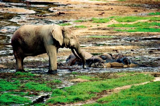 通常一只非洲象死亡后，家族的成员们会感到非常悲哀，在环绕着同类的骨架静默一段时间之后，便会把残骸分解后取走，将象牙和骨头藏在密林中。
