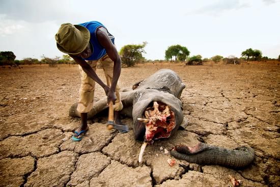 乍得扎库玛国家公园，年幼的大象被猎杀，脸部和鼻子被割断，巡护员正试图从尸骸中拔出象牙，以防逃走的盗猎者返回发现。