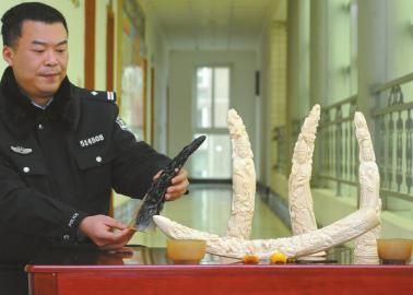 1月5日，办案民警展示挡获的犀牛角、盔犀鸟头、象牙制品。