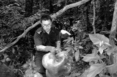 被猎杀的大象头部腐烂，露出头颅。西双版纳州森林公安局供图