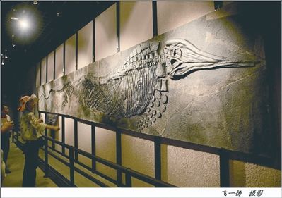 游客在三亚自然博物馆参观藏品。飞一扬 摄