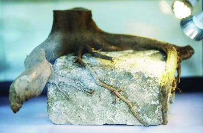 图为周敬琪老先生捐赠的城墙树根。本报记者  冯芃摄 