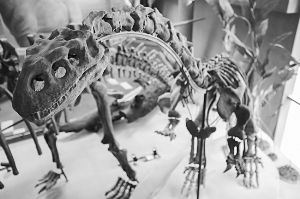 来自云南的禄丰龙骨架标本。