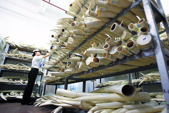 海关查获的走私象牙