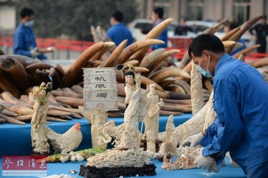 一名工作人员在清理即将送去销毁的象牙制品。新华社记者 李鑫 摄 