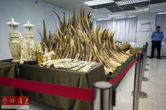 象牙和象牙制品。 