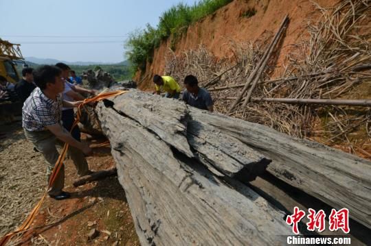 11日，工作人员利用拖车吊运乌木，移送至浮梁古县衙景区内进行保护。　李金龙　摄