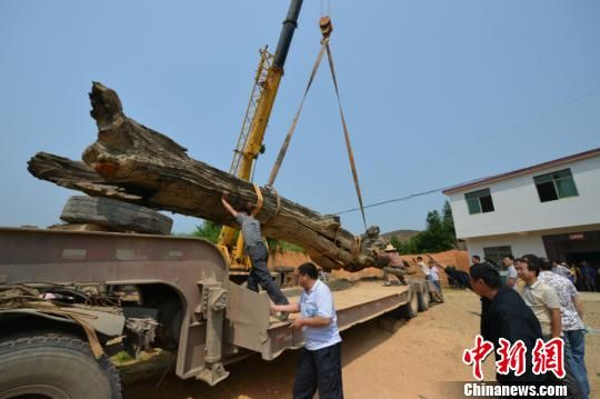 11日，工作人员利用拖车吊运乌木，移送至浮梁古县衙景区内进行保护。　李金龙　摄